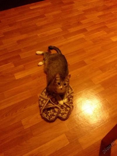 Лот: 5746594. Фото: 1. Кошка ищет хозяев. Кошки, котята