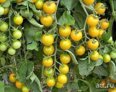 Лот: 18177598. Фото: 1. Семена томатов Саммер Сан (Летнее... Овощи
