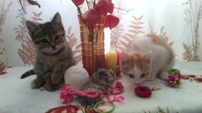 Лот: 10903343. Фото: 1. Отдам котят в добрые руки. Кошки, котята