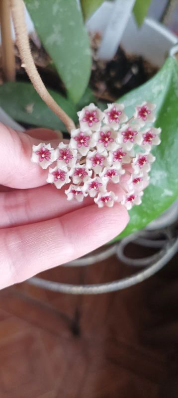 Лот: 20089289. Фото: 1. Хойя Hoya phuwuaensis (Hoya sp... Горшечные растения и комнатные цветы