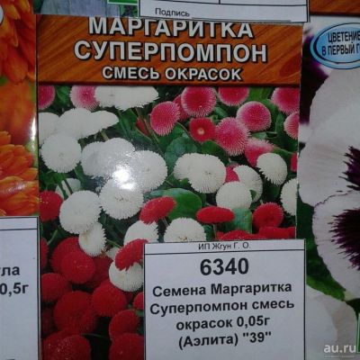 Лот: 9118299. Фото: 1. Семена / цветы / Маргаритка... Садовые цветы