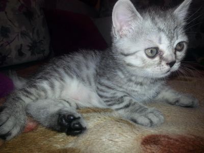 Лот: 7511650. Фото: 1. Котята Британцы\Шотландцы. Кошки, котята