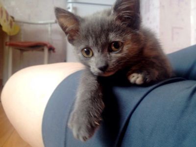 Лот: 5664280. Фото: 1. Котенок, 2 мес. Кошки, котята