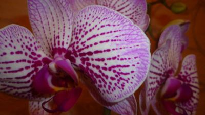 Лот: 6634736. Фото: 1. орхидея фаленопсис F7(цветёт). Горшечные растения и комнатные цветы