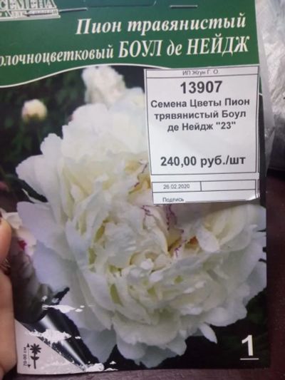Лот: 15569065. Фото: 1. Пион цветы. Садовые цветы