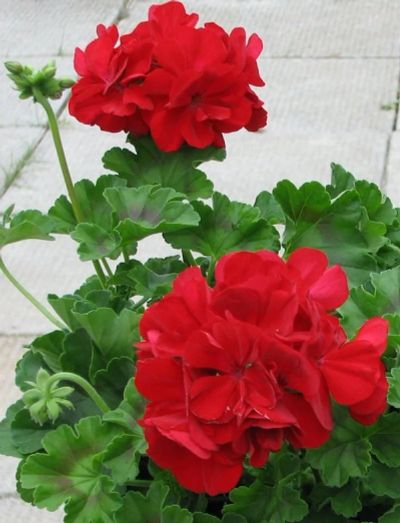 Лот: 14462001. Фото: 1. Пеларгония Calliope dark red. Горшечные растения и комнатные цветы