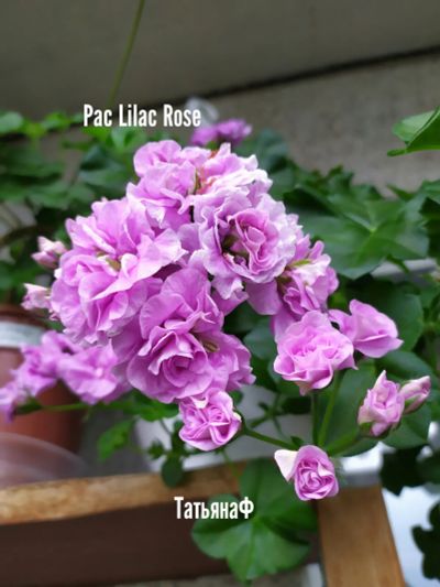 Лот: 19427024. Фото: 1. Пеларгония Плющелистная Pac Lilac... Горшечные растения и комнатные цветы