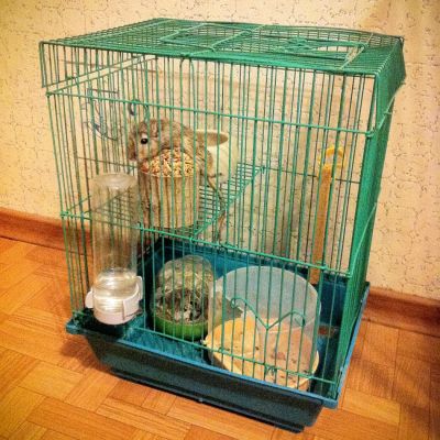 Лот: 11283834. Фото: 1. Песчанка с клеткой. Остальные животные
