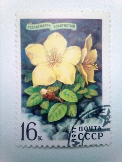 Лот: 13454786. Фото: 1. Марка 16к 1977 год СССР Рододендрон... Марки