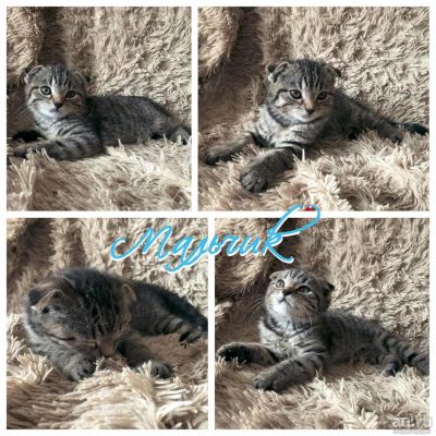 Лот: 9577687. Фото: 1. Шотландские котята из рекламы... Кошки, котята