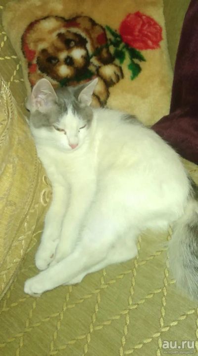 Лот: 9001754. Фото: 1. котенок. Кошки, котята