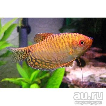 Лот: 16310169. Фото: 1. Рыбка-Гурами золотой -Trichogaster... Рыбки