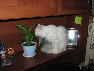 Лот: 670423. Фото: 1. кот, чисто белый, сибирский, отдам... Остальные животные
