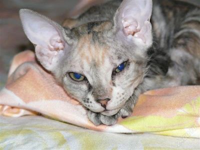 Лот: 1050308. Фото: 1. Котенок сфинкс девочка. Остальные животные