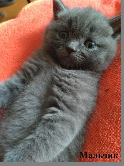 Лот: 9955210. Фото: 1. Шотландские котята. Кошки, котята