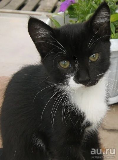 Лот: 8010723. Фото: 1. Котик. Кошки, котята