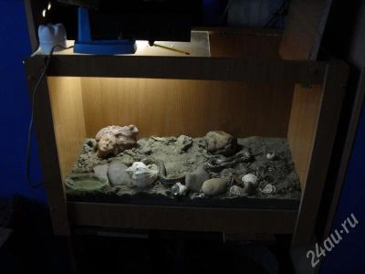 Лот: 160410. Фото: 1. ЗМЕИ. продам дешево! пара молодых... Остальные животные