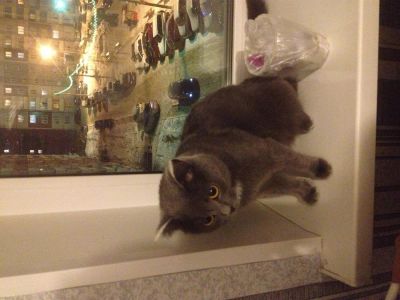 Лот: 3720480. Фото: 1. Британочка...!!!. Кошки, котята