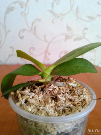 Лот: 9417482. Фото: 1. Орхидея фаленопсис. Горшечные растения и комнатные цветы