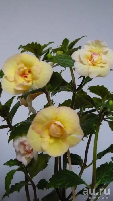 Лот: 9298604. Фото: 1. Ахименес Limoncelo. Горшечные растения и комнатные цветы
