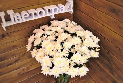 Лот: 8336664. Фото: 1. Цветы.Хризантема балтика, Доставка... Свежие цветы
