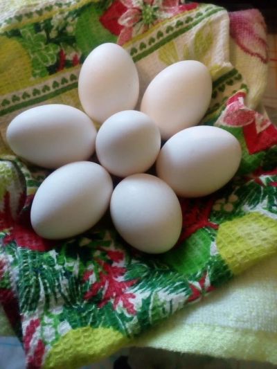 Лот: 9471411. Фото: 1. Яйцо куриное 1 категории, доставка... Мясо, птица, яйцо