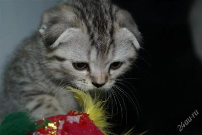 Лот: 1961543. Фото: 1. Шотландские котята. Лучший подарок... Кошки, котята