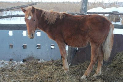 Лот: 6831563. Фото: 1. Продам Жеребца 1 год. Остальные животные