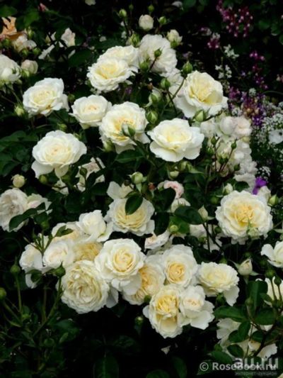 Лот: 13527675. Фото: 1. Роза Крим Эбаданс Cream Abundance. Садовые цветы