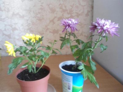 Лот: 3764633. Фото: 1. хризантемы. Горшечные растения и комнатные цветы