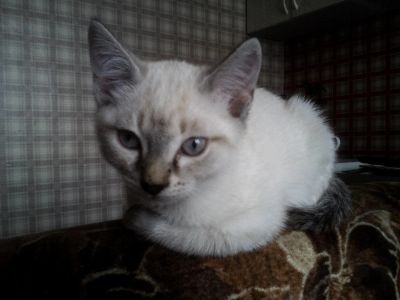 Лот: 6246717. Фото: 1. Котеночек. Девочка. От кошки крысоловки... Кошки, котята