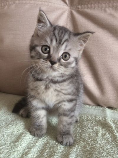 Лот: 12151889. Фото: 1. Продам шотландского мальчика... Кошки, котята