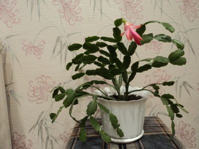 Лот: 18863310. Фото: 1. декабрист малиновый. Горшечные растения и комнатные цветы