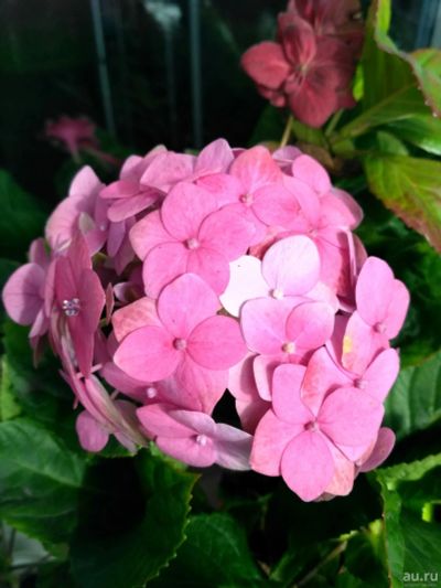 Лот: 15922356. Фото: 1. гортензия крупнолистная, розовая. Горшечные растения и комнатные цветы