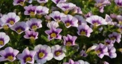 Лот: 15883518. Фото: 1. Калибрахоа Hula Lavender. Садовые цветы