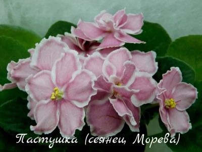 Лот: 8483894. Фото: 1. Фиалка сортовая Пастушка (сеянец... Горшечные растения и комнатные цветы