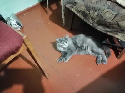Лот: 16853428. Фото: 1. Котят. Кошки, котята