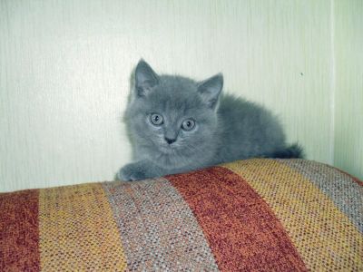 Лот: 4473503. Фото: 1. Шотландская кошечка (Обмен на... Кошки, котята