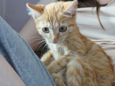Лот: 2980620. Фото: 1. Рыжий котенок ищет семью!. Кошки, котята