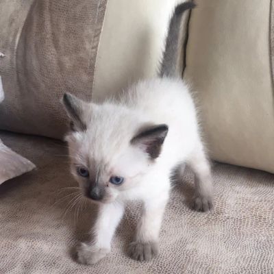 Лот: 13969767. Фото: 1. Кот серый. Кошки, котята