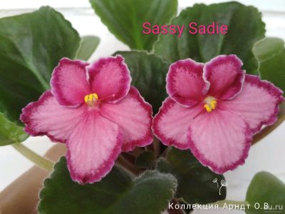 Лот: 13638253. Фото: 1. Фиалка Lyon's Sassy sadie, лист. Горшечные растения и комнатные цветы