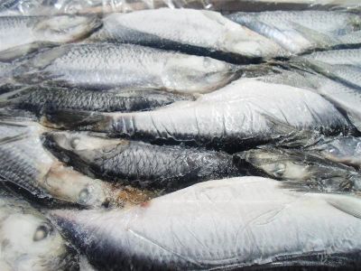 Лот: 2801709. Фото: 1. Сельдь (размер +27) (3 тонны). Икра, рыба, морепродукты