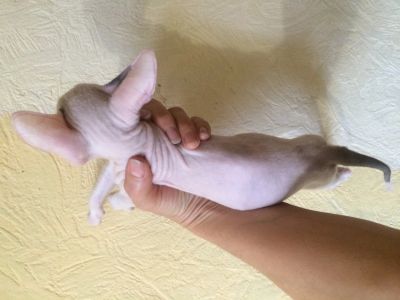 Лот: 12597084. Фото: 1. Котенок Мальчик Донского сфинкса. Кошки, котята