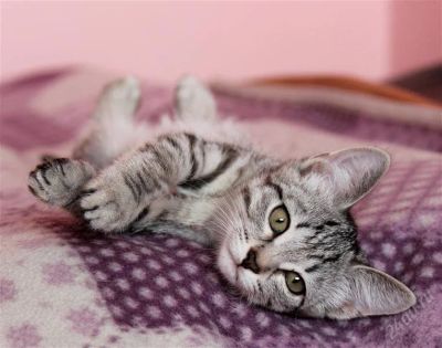 Лот: 1859126. Фото: 1. Котенок-полосатик! :). Кошки, котята