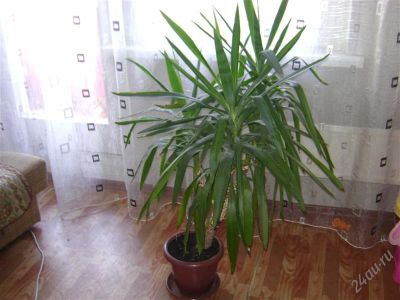 Лот: 1376265. Фото: 1. юкка. Горшечные растения и комнатные цветы
