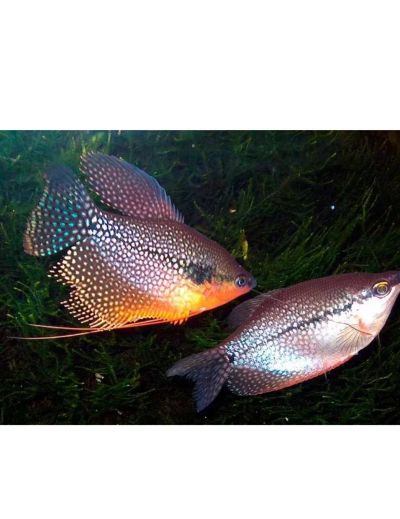 Лот: 17382321. Фото: 1. Гурами Жемчужный. Рыбки