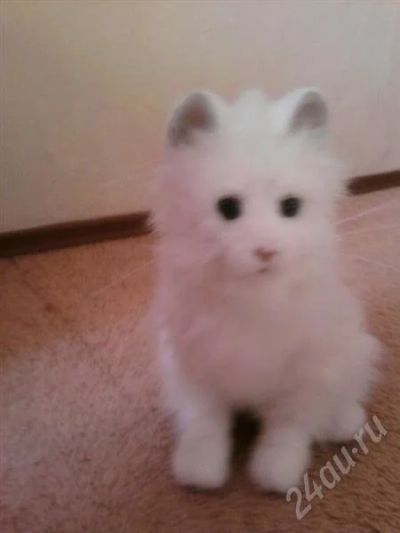 Лот: 372154. Фото: 1. интерактивная кошка- суперский... Другое (дети растут)