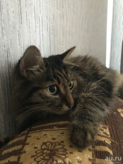 Лот: 16240508. Фото: 1. Отдам кошечку. Кошки, котята