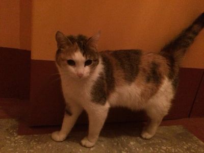 Лот: 6355911. Фото: 1. Трехцветная кошечка-красотуля. Кошки, котята