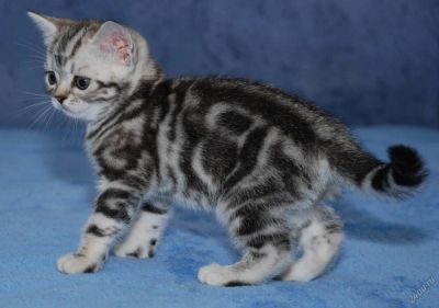 Лот: 6193202. Фото: 1. Британские мраморные котята. Кошки, котята